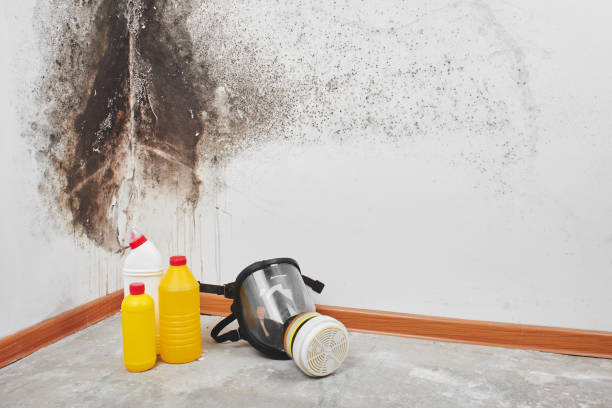 Best Emergency Mold Remediation in Fairfield, IA