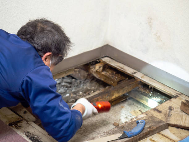  Fairfield, IA Mold Removal Pros