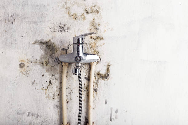 Best Residential Mold Remediation in Fairfield, IA