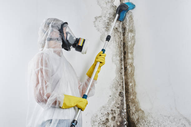 Best Localized Mold Remediation (e.g., coastal areas, humid climates) in Fairfield, IA