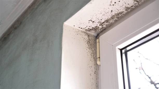 Best Commercial Mold Remediation in Fairfield, IA