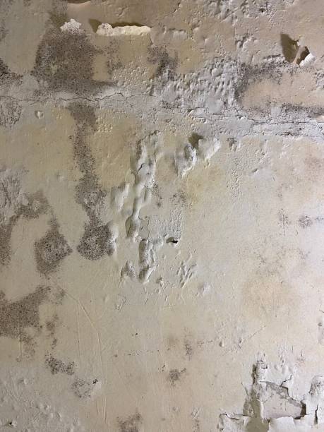 Best Industrial Mold Remediation in Fairfield, IA