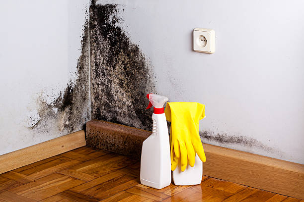 Best Kitchen Mold Remediation in Fairfield, IA