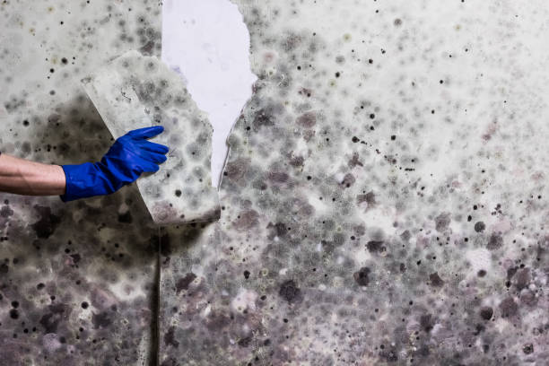 Best Crawl Space Mold Remediation in Fairfield, IA
