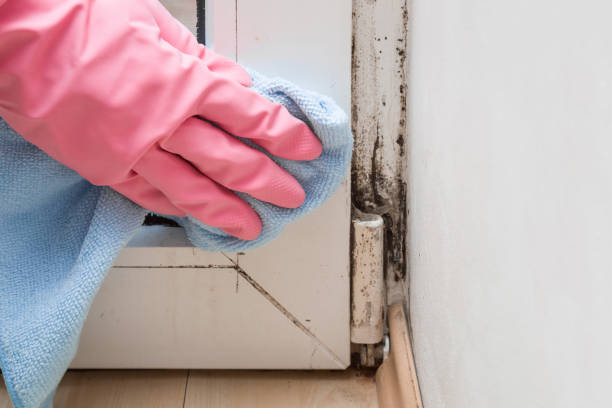 Best Basement Mold Remediation in Fairfield, IA