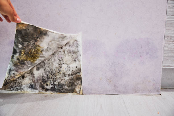 Best Mold Remediation for Specific Building Types in Fairfield, IA
